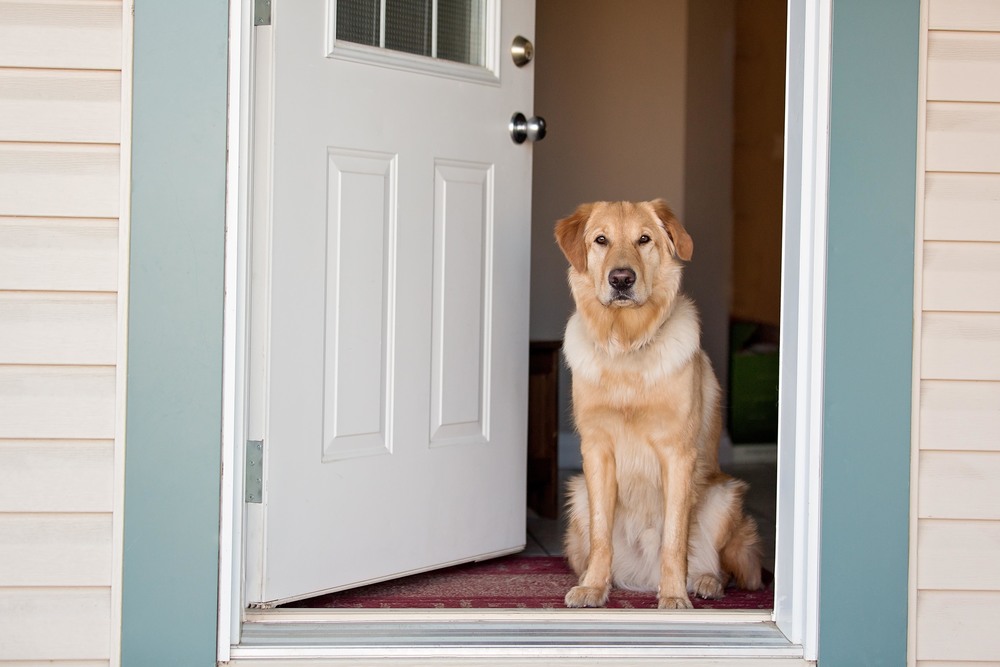 dog at front door