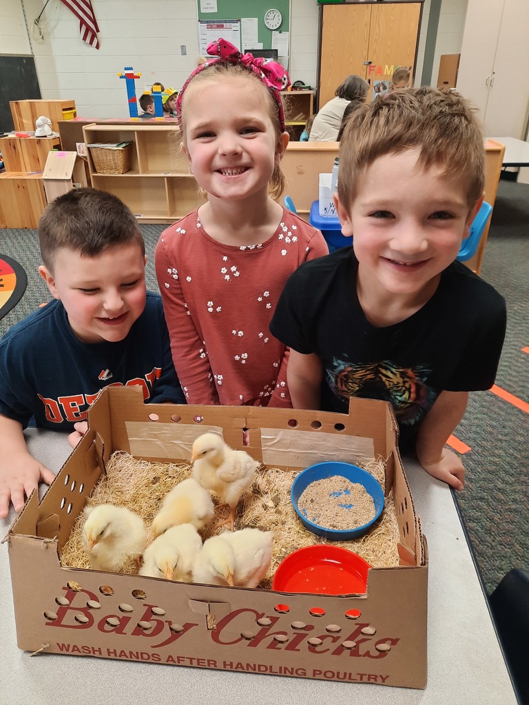 students with baby chicks