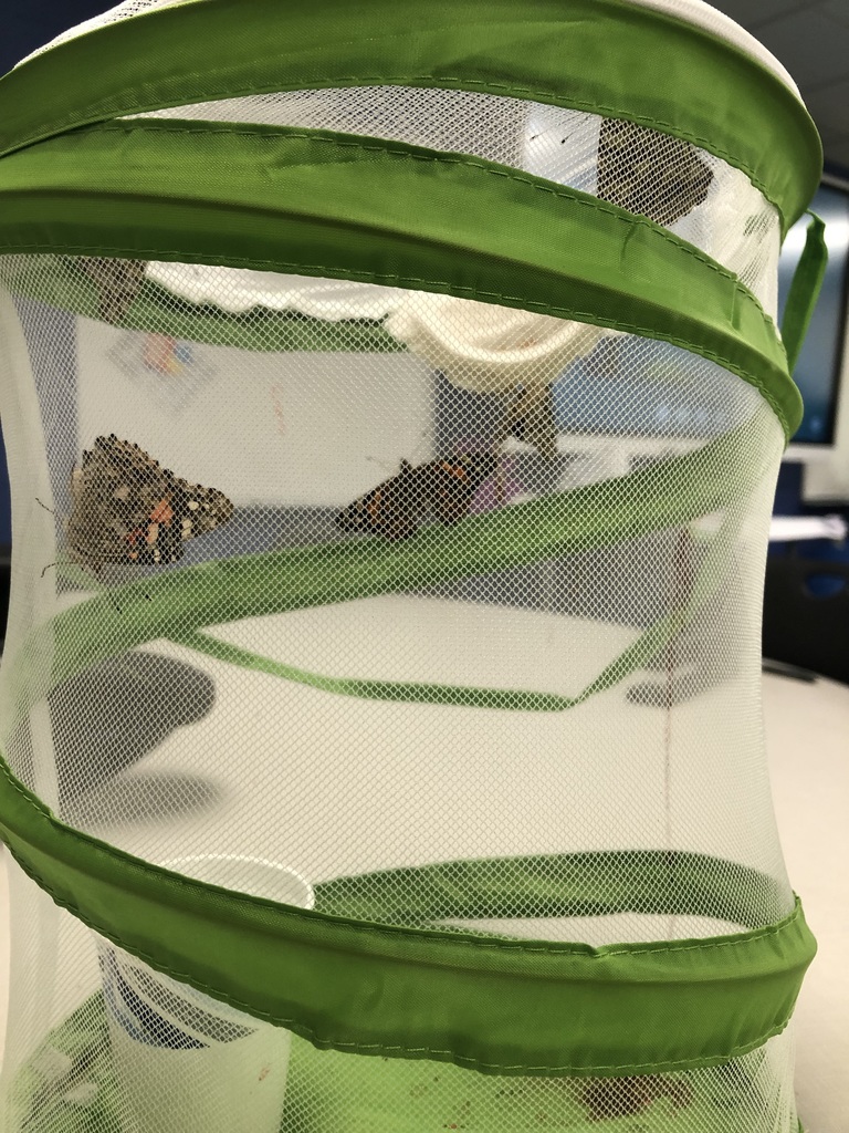 butterflies hatching from chrysalis in a mesh container